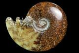 Polished, Agatized Ammonite (Cleoniceras) - Madagascar #97305-1